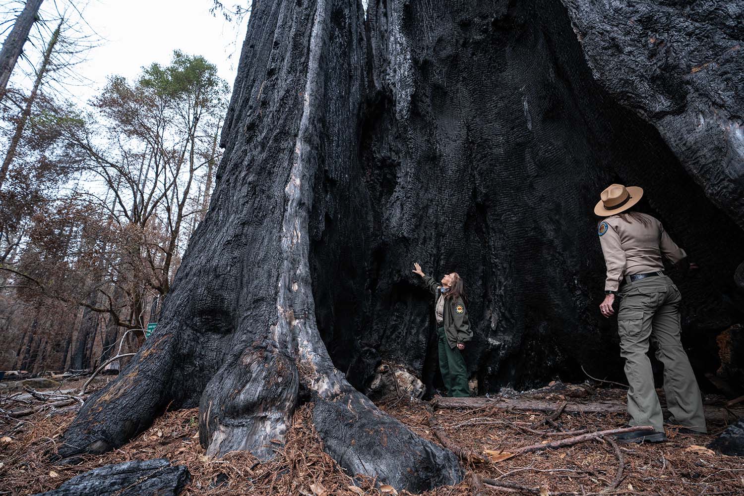 Big Basin Redwoods State Park Guided Tour CyArk